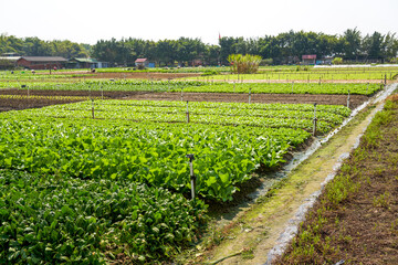 Fototapeta na wymiar Vegetables grown in patches on an outdoor farm