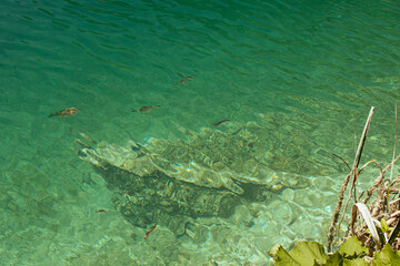 Decaying wooden boat at the water's edge, nature's grasp slowly reclaiming its timeworn vessel. A poignant image of forgotten journeys and the passage of time.