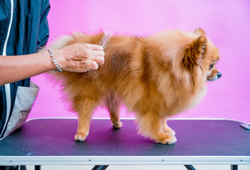 Groomer cutting Pomeranian dog at grooming salon.