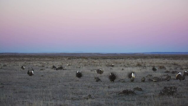 Male and female sage grouse dancing below purple prairie horizon
