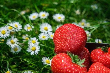 strawberries in the garden