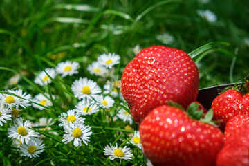 strawberries in the grass