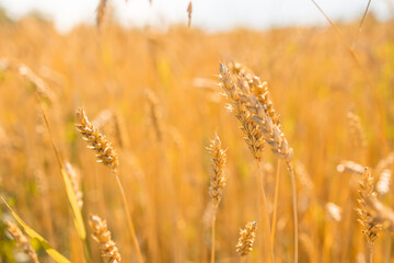 Background of ripening ears of wheat field. Rich harvest Concept. Label art design