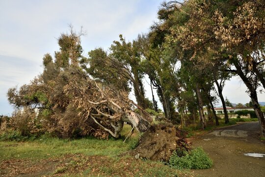 &aacute;rbol de eucalipto derribado por la tormenta 