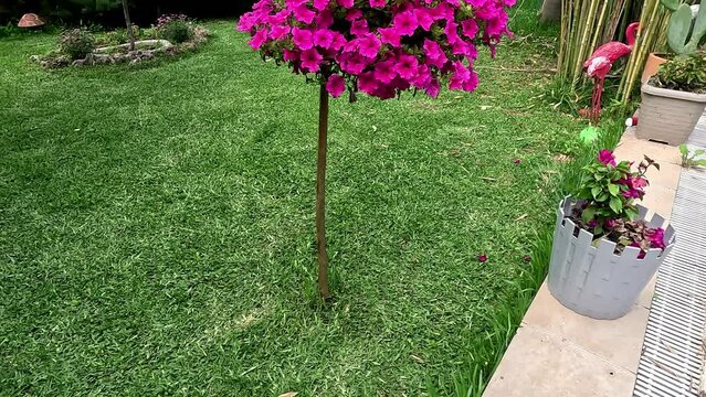Taflan (Euonymus Japonica Aurea) and petunya (Petunia hybridain) flowers in a green lawn garden
