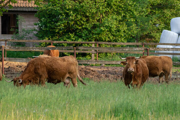 czerwone krowy na pastwisku, rolnictwo  - obrazy, fototapety, plakaty