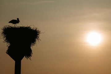 bocian na gnieździe przy zachodzie słońca 
