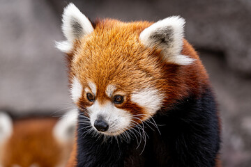 Obraz premium Red Panda Portrait