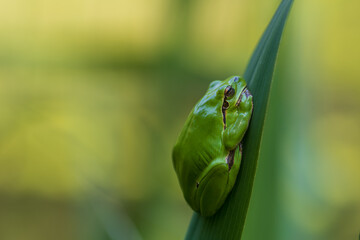 Hyla arborea - Green tree frog on a stalk. The background is green. The photo has a nice bokeh. Wild photo