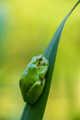 Hyla arborea - Green tree frog on a stalk. The background is green. The photo has a nice bokeh. Wild photo