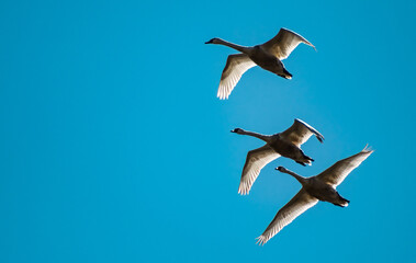 Flying swans
