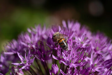 Bee sits on a nectar-rich Allium flower. Allium not only looks great in the garden, the plant is also good for insects. Bees love the many flowers with nectar