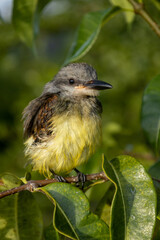 Small bird with brown and yellow plumage perched on a branch
