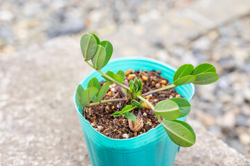 落花生のポット苗