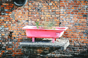 Pink bath tub standing on old balcony with growing plant inside on red brick wall background