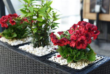 Pink flowers in a flower pot