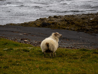 The most courteous host in Iceland © Alba
