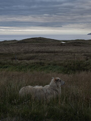 The most courteous host in Iceland © Alba