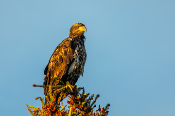 Golden Eagle perched in tree, Northwest Territories, Canada