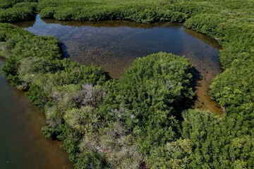 Fototapeta na wymiar A drone photography of the green mangroves on the shoreline Tampa Bay, Florida. Environmental photos from a aerial view