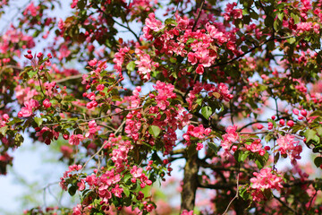 apple tree with red flowers in spring garden. Beautiful red flowers of malus purpurea. Ornamental malus apple tree plant