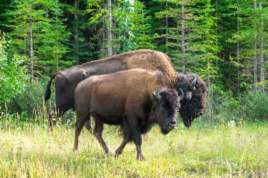 Wood Bison in Wood Bison National Park, Canada