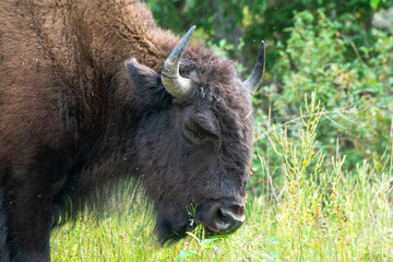 Wood Bison in Wood Bison National Park, Canada