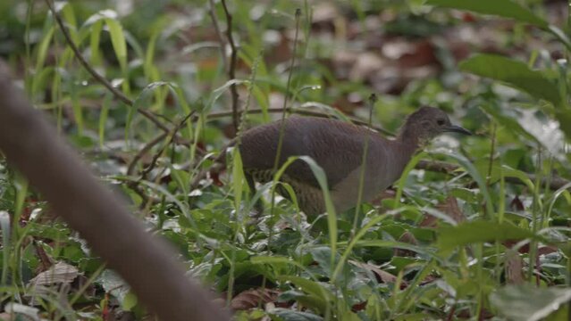 Tinamou in the Amazon rainforest