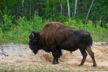 Fototapeta premium Wood Bison in Wood Bison National Park, Canada