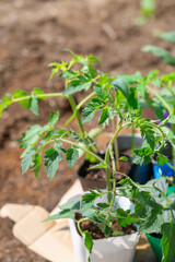 ミニトマトの苗