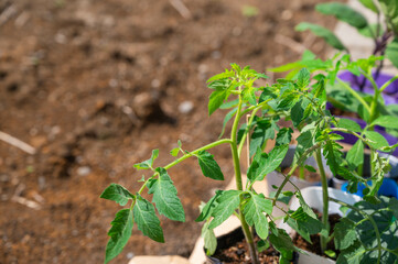 ミニトマトの苗