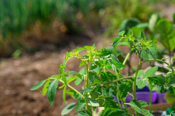 ミニトマトの苗