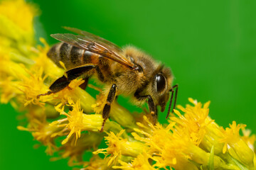 Western honey bee, Apis mellifera on Solidago flower, this insect is an important pollinator
