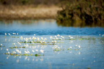 Little daisy flowers in the lake
