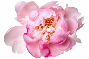 Fototapeta na wymiar pink rose isolated on white background Generative AI