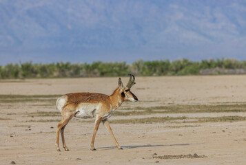 Pronghorn Buck in the Utah Desert in Springtime