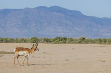 Fototapeta na wymiar Pronghorn Buck in the Utah Desert in Springtime