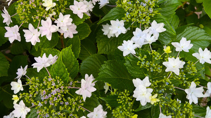 白のアジサイ/品種：ダンスパーティ