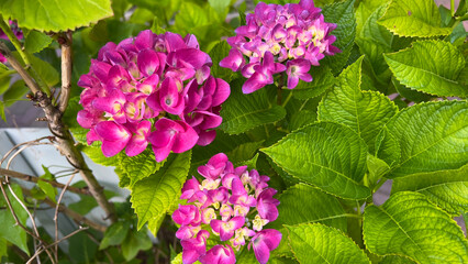 pink hydrangea　ピンクのガクアジサイ