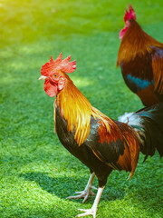Beautiful domestic red rooster standing and grazing on the artificial green grass background in the garden. Chickens walk on fake grass. Hen foraging for food green grass. Freely grazing on a meadow.