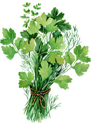 Watercolor fresh flavoring greens. Parsley, dill, thyme, cilantro isolated on white. Fresh, organic local food, cooking illustration. Menu, reciepe design, card, print