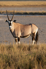Naklejka na ściany i meble gemsbok oryx gazelle in etosha