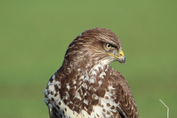 Buzzard posing