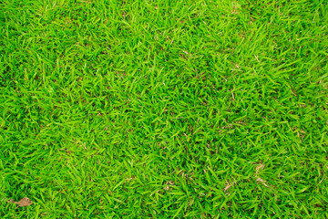 green grass background
