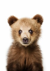 Fototapeta premium Portrait of a young brown bear baby on a white background, an illustration of small wild animals