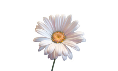 Flor margarita. Blanca. Flores. Sobre fondo transparente. Composici√≥n floral creativa. . Archivo png. Generado con IA