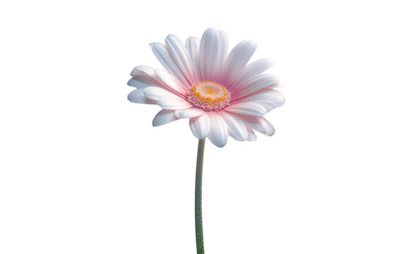 Flor margarita. Blanca. Flores. Sobre fondo transparente. Composici&radic;&ge;n floral creativa. . Archivo png. Generado con IA
