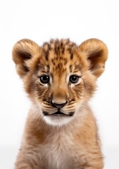 Fototapeta na wymiar Portrait of young and cute lion baby on a white background, an illustration of adorable wild animals