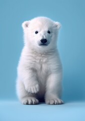 Portrait of a young and cute polar bear on blue background