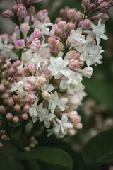 a blooming branch of white-pink lilac. delicate flowers. spring blooming in the park